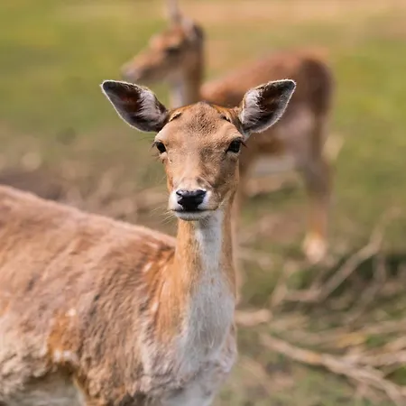 Nordowi Dwór Bed and breakfast