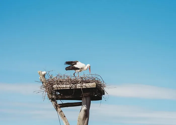 Nordowi Dwor 4* Celbowo