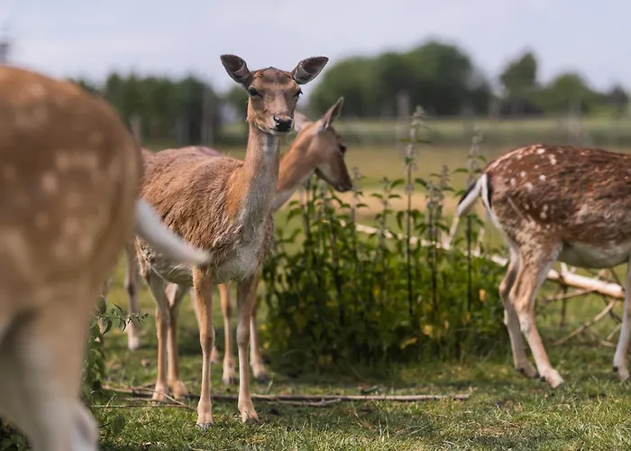Nordowi Dwór Nocleg ze śniadaniem