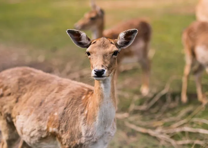 Nordowi Dwór Nocleg ze śniadaniem